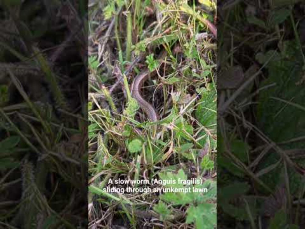 A slow worm (Anguis fragilis) sliding through my unkempt lawn #reptiles #herpetology