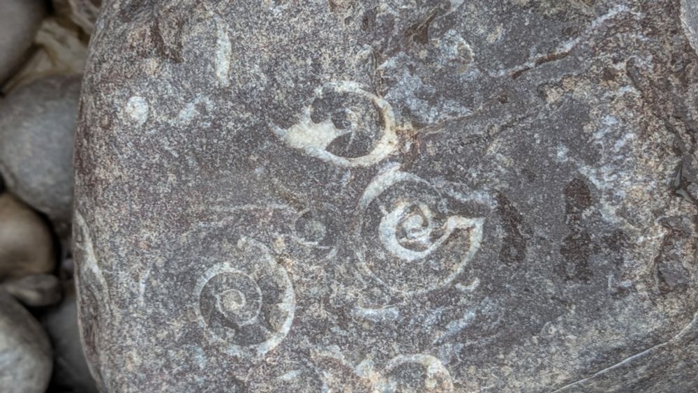 Ammonites in a stone on Steep Holm beach 