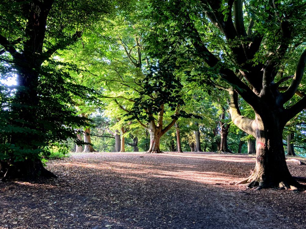 Early morning sunlight throws long shadows across the bare ground under beech and oak trees.