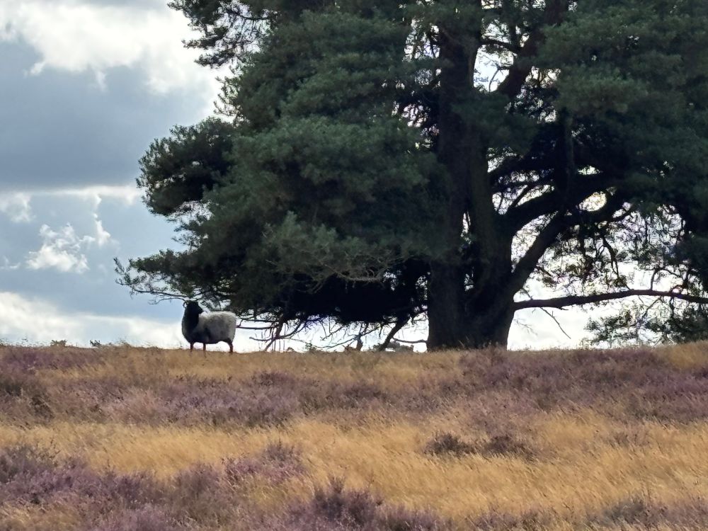Ein großer mächtiger Baum steht in der Heide. Links davon steht ein einzelnes Schaf. 