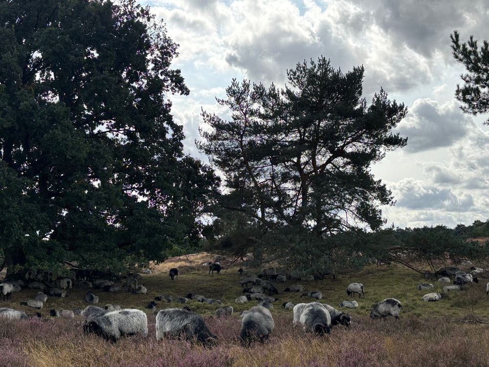 Die Schafherde in der Heide. Große Bäume und ein heller leicht bewölkter Himmel im Hintergrund. 