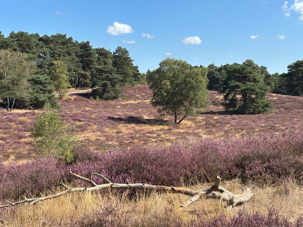 Blick in eine Heidelandschaft in Haltern Lavesum. Im Vordergrund liegt ein abgestorbener Ast quer im Foto. Dann geht der Blick über die blühende Heide. Es sind grüne Bäume, kleine Birken, im Hintergrund zu sehen. 