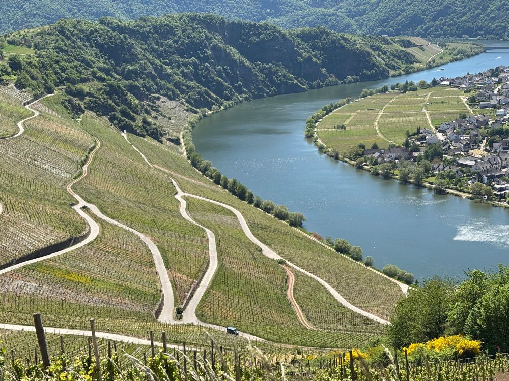Blick von oben auf eine Schleife der Mosel. Links im Bild ein Weinberg mit grafisch erscheinenden Betriebswegen von oben zur Mosel runter. 