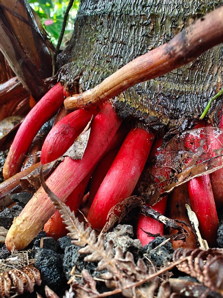 The bottom of a palm with roughly 12 bright red roots visible.