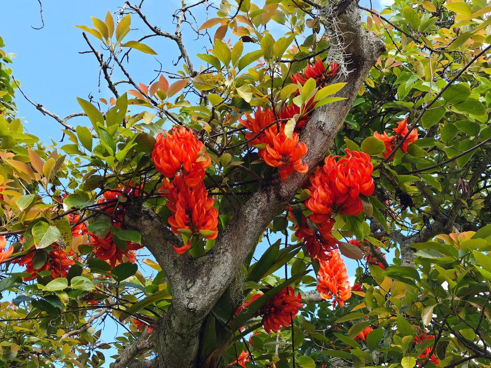 Closeup of the red flowers of the red jade vine (Mucuna bennettii) on an avocado tree. Blue sky in the background. 