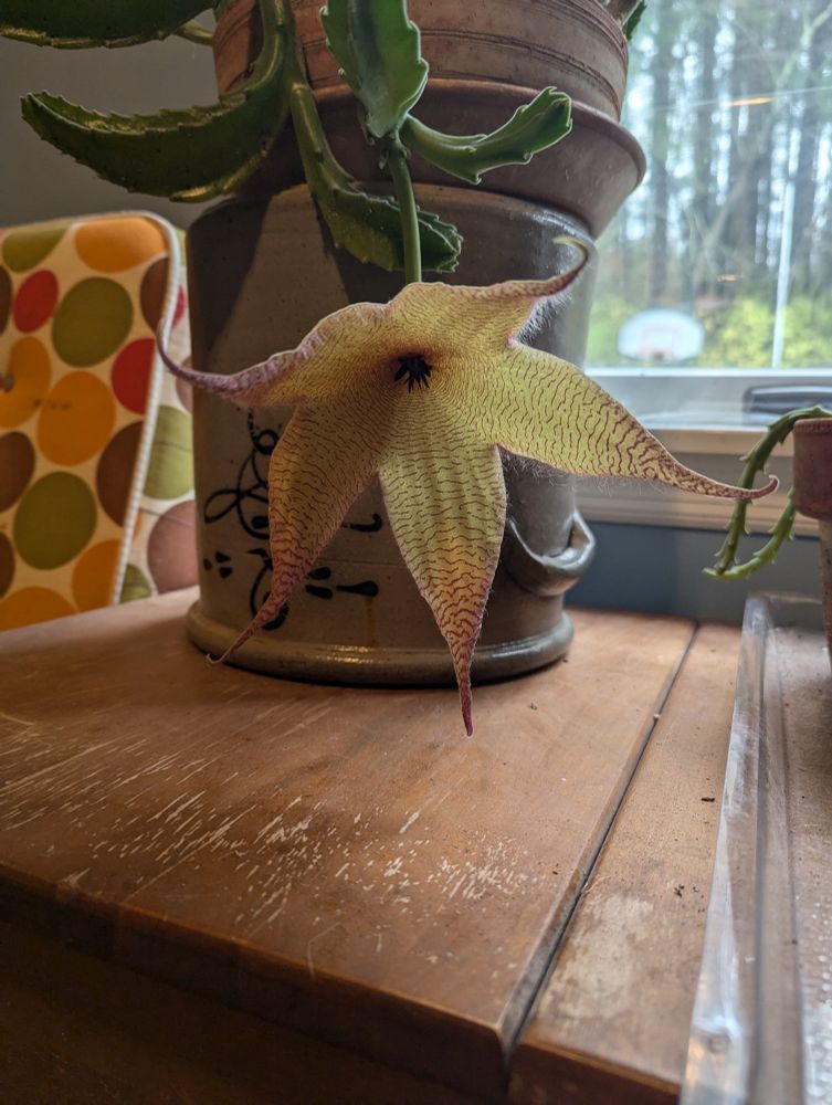 1:32 pm The bud is fully open, having split along all seams to become a starfish shaped flower with 5 pointy petals.