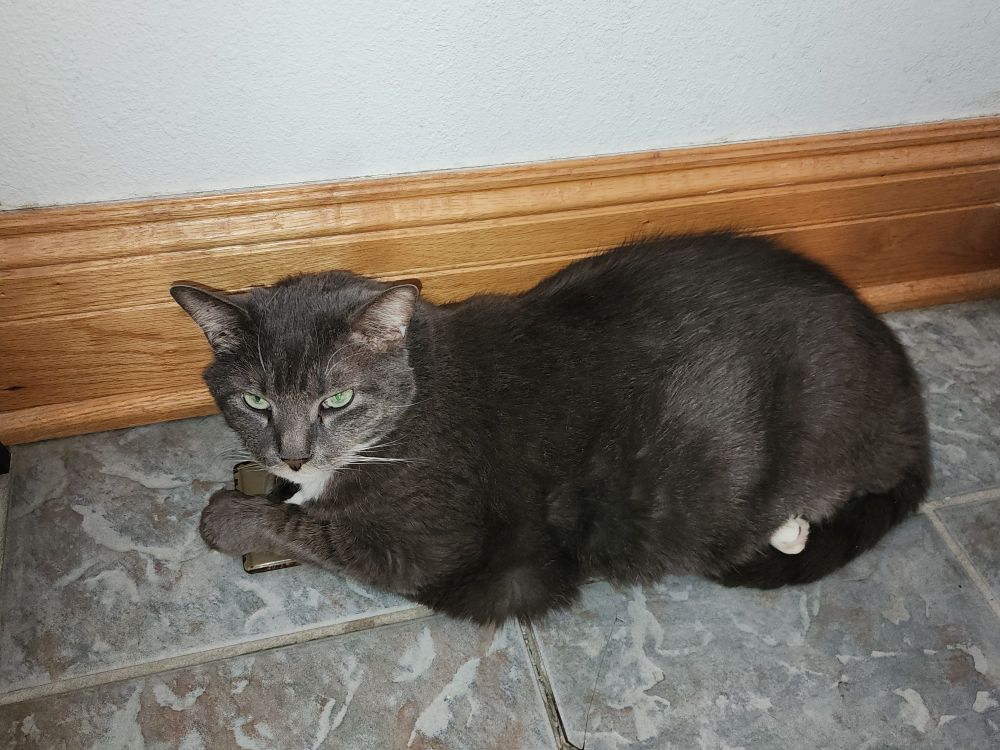 A large gray cat lying on a tile floor