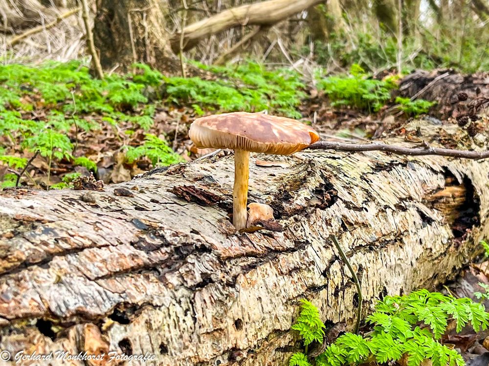 202451126 Gewone Hertenzwam (Pluteus cervinus) in het Bovenwegbos