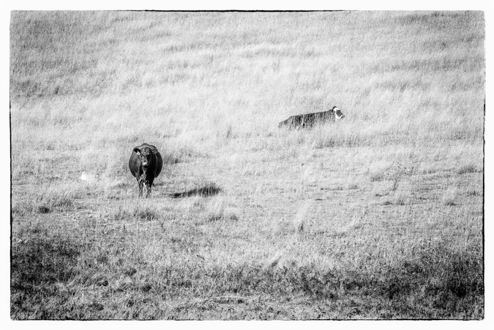 A black and white photograph of two cows on the Canadian prairie.The foreground cow is standing, facing the camera with a 