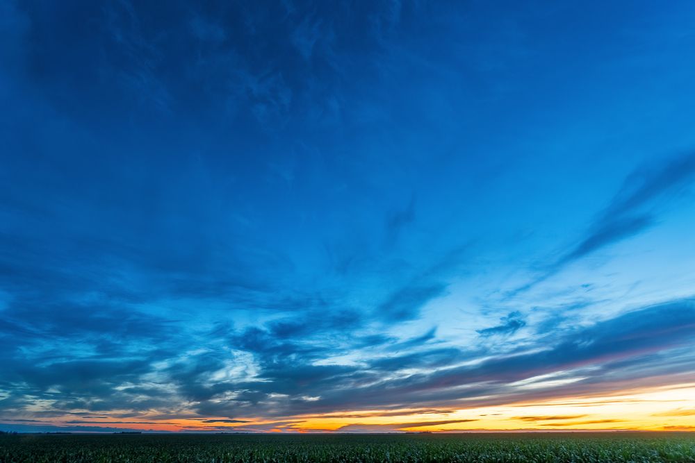 A corn field at blue hour in mid summer near Elm Creek, Manitoba. 