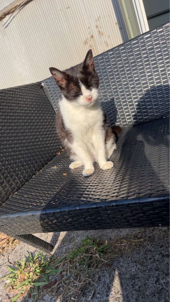 An old black and white cat named prince posing so nicely on a black garden chair.