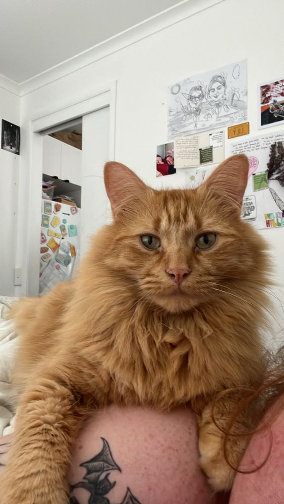 A ginger cat resting on the shoulders of his sleeping mother 
