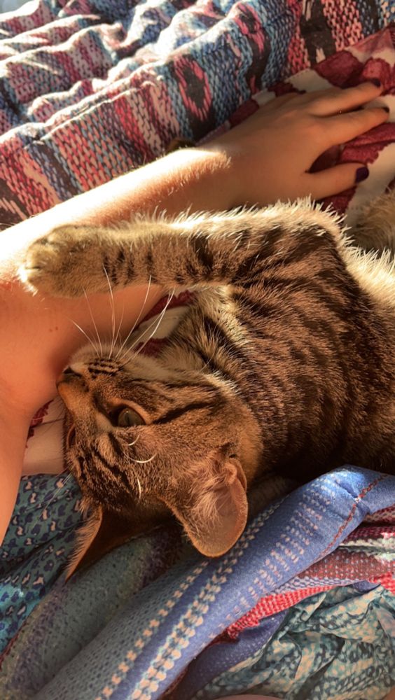 A male tabby kitten named gizmo lovingly gazing up at his person in the sun.