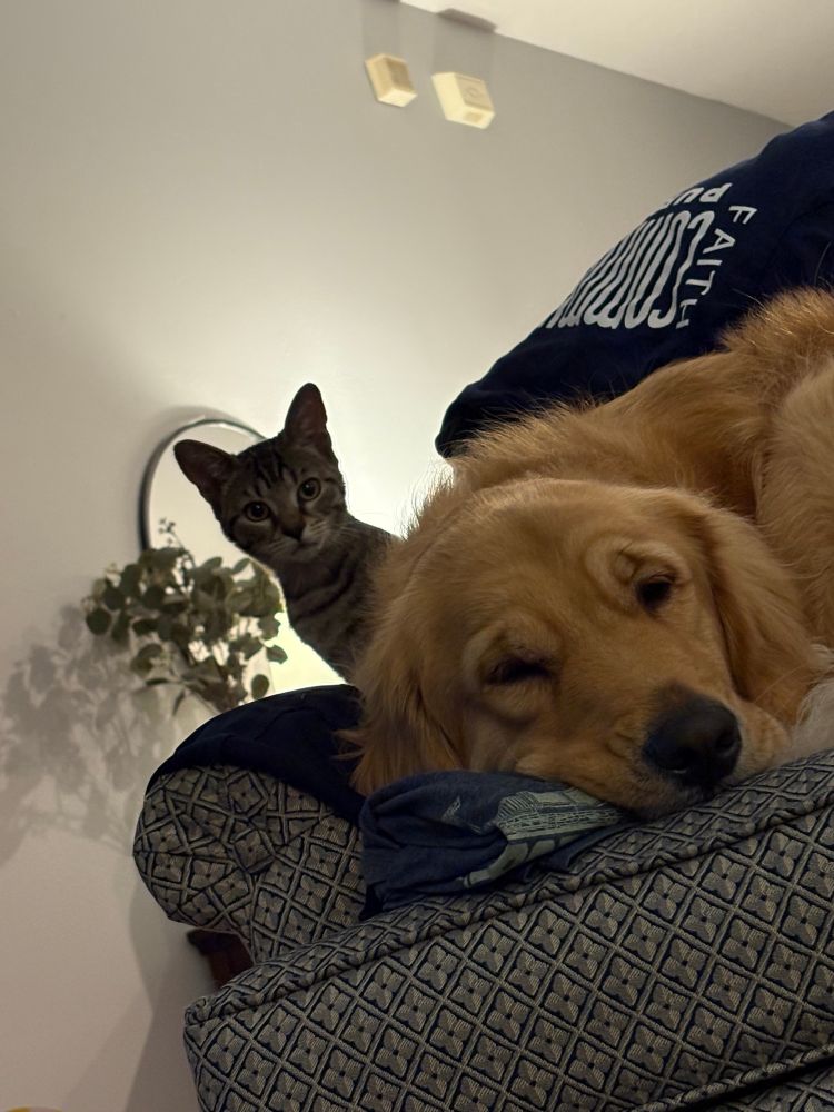 A small tabby kitten looms over her golden retriever sister in an armchair