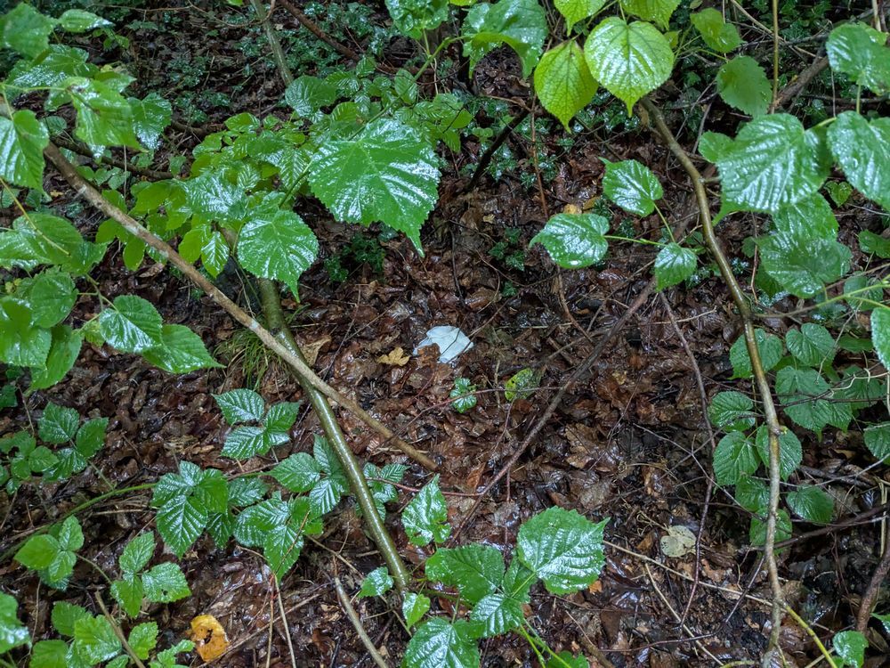 tissue left in the woods from someone who peed!