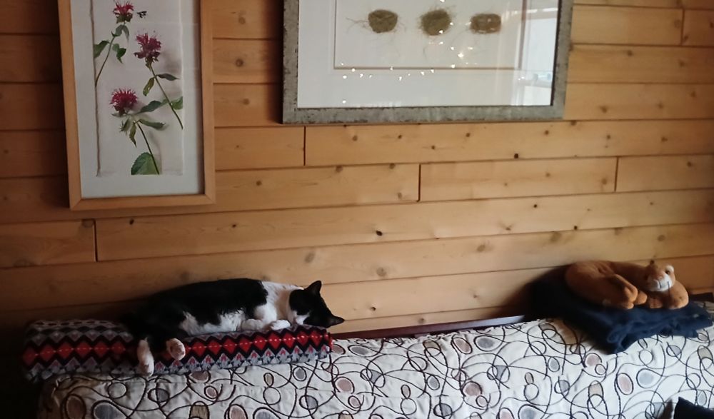 Photo of a black and white cat sleeping on a red/white/black blanket folded on the top of a futon bed. Farther down the futon is a plush cat on a blue folded blanket. On the wall behind the futon are some paintings, one of flowers and one of birds' nests. The sleeping cat looks very comfortable.