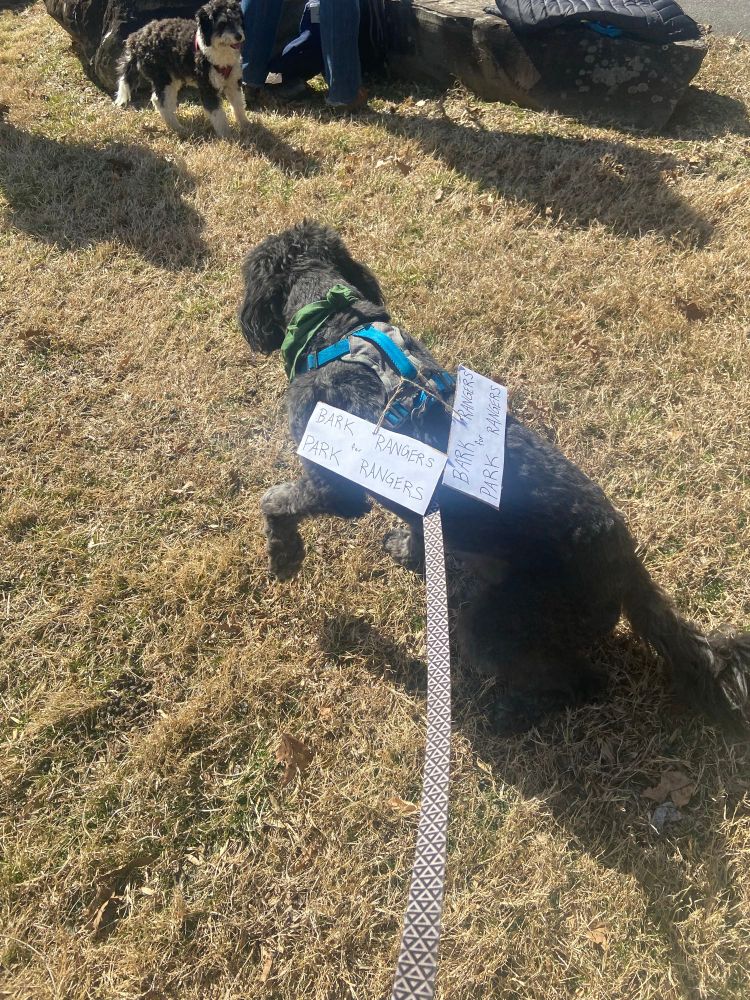 A black doodle dog wearing a sign that says “bark rangers for park rangers” saying hello to another dog at a protect our parks rally