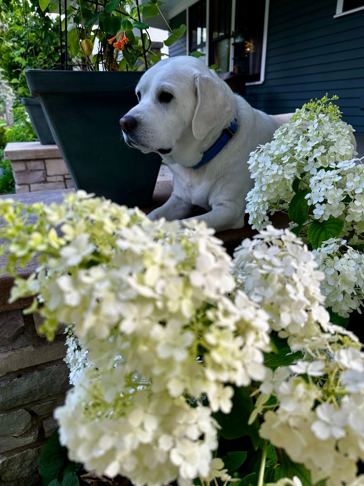 Dog sitting by hydrangeas 