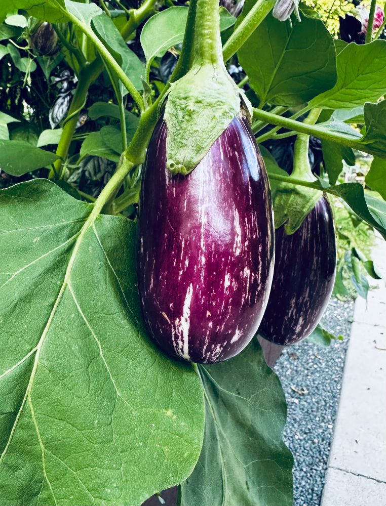 Eggplant called Shooting stars 