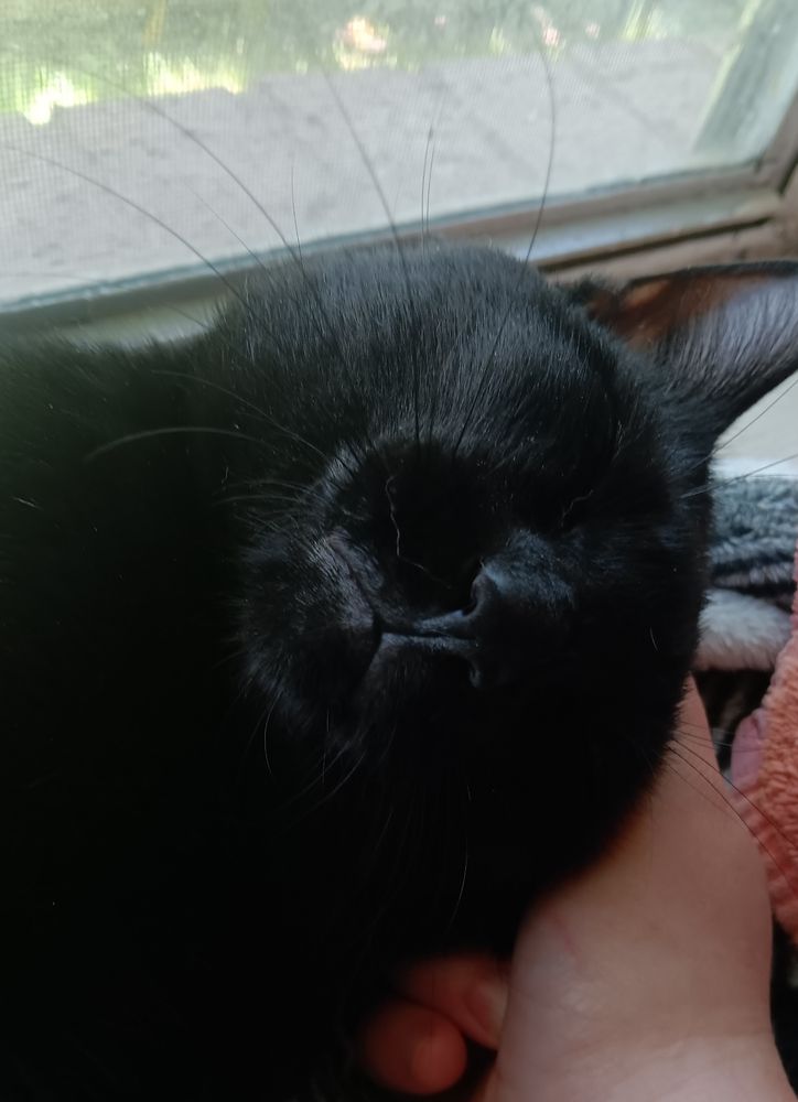 Beanie the black cat getting his head scratched 

He has a big dumb idiot mouth, peanuts. And cheeks 