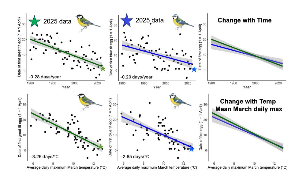 Figures showing the change in the date of the first egg in the Great Tit and Blue Tit populations at Wytham Woods, near Oxford 1960-2025, and the relationship between average March daily maximum temperature and date of the first egg in the population for each species. In each figure the line fitted is for the data for the 65 years from 1960-2024, with the value for 2025 shown as a green (Great Tit) or blue (Blue Tit) star. The two right hand panels compare the change over time and the response to March temperature in the two species; Great Tits show a slightly steeper response to temperature than Blue Tits, and are advancing the population first egg date slightly more quickly.