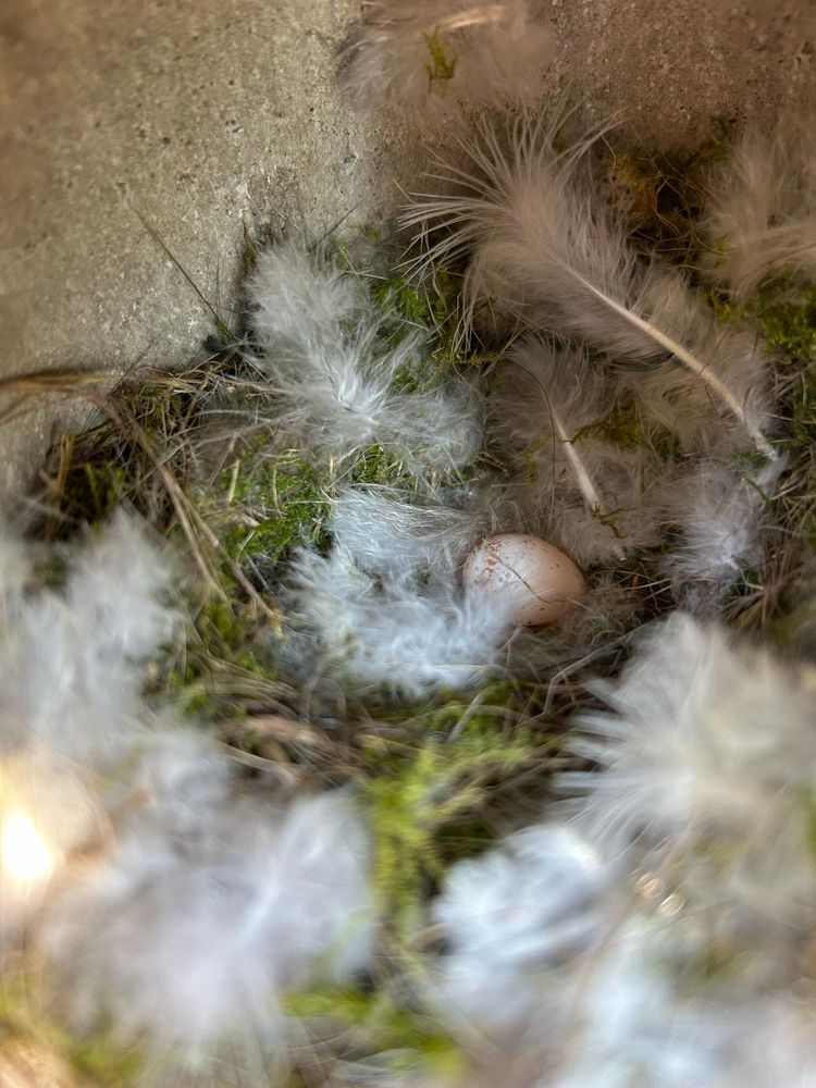 A single Blue Tit egg in a complete nest inside a woodcrete nestbox in Wytham Woods, 3 April 2025