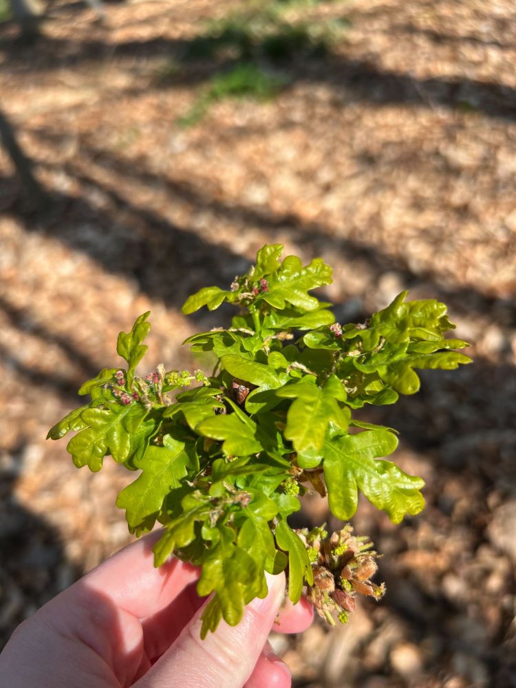 Newly emerged Oak leaves, Wytham Woods, near Oxford, 3 April 2025
