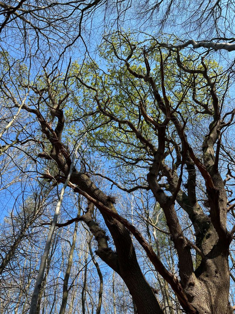 Early developing Oak in Wytham Woods, Oxfordshire, April 2025