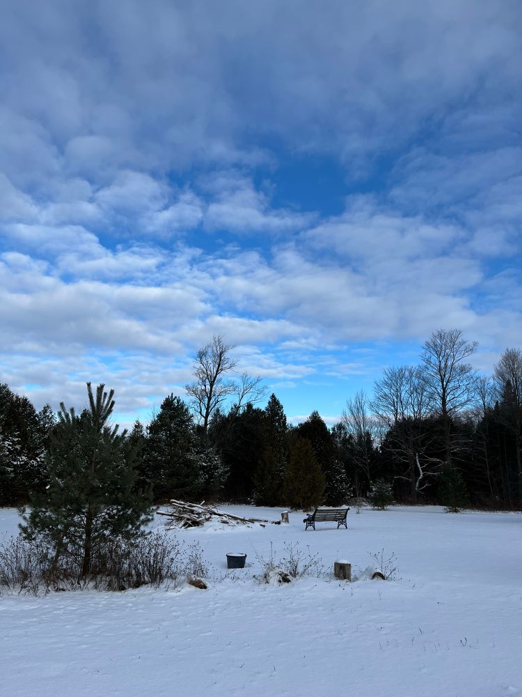 A bench in the foreground with a forest beyond. Snow covers everything and the sky is blue with soft clouds.