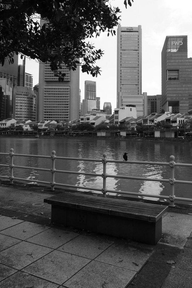 A crow perches on a railing at Clarke Quay in Singapore.