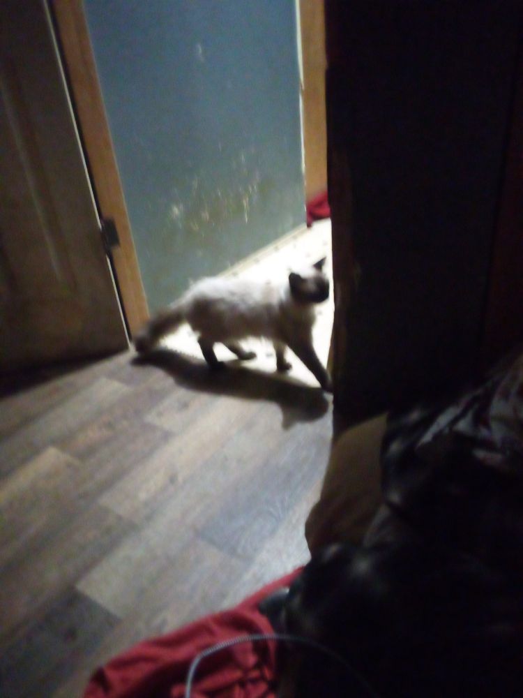 Tiny cat in a doorway illuminated by the hallway light