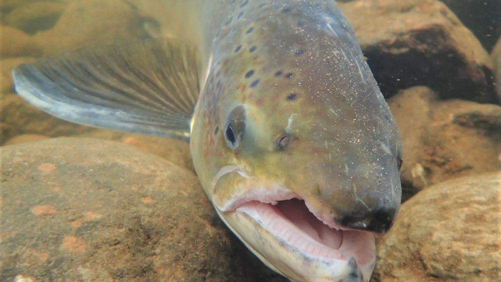 Adult Atlantic salmon in a river