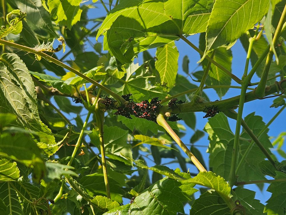 Whole lotta lantern fly nymphs 