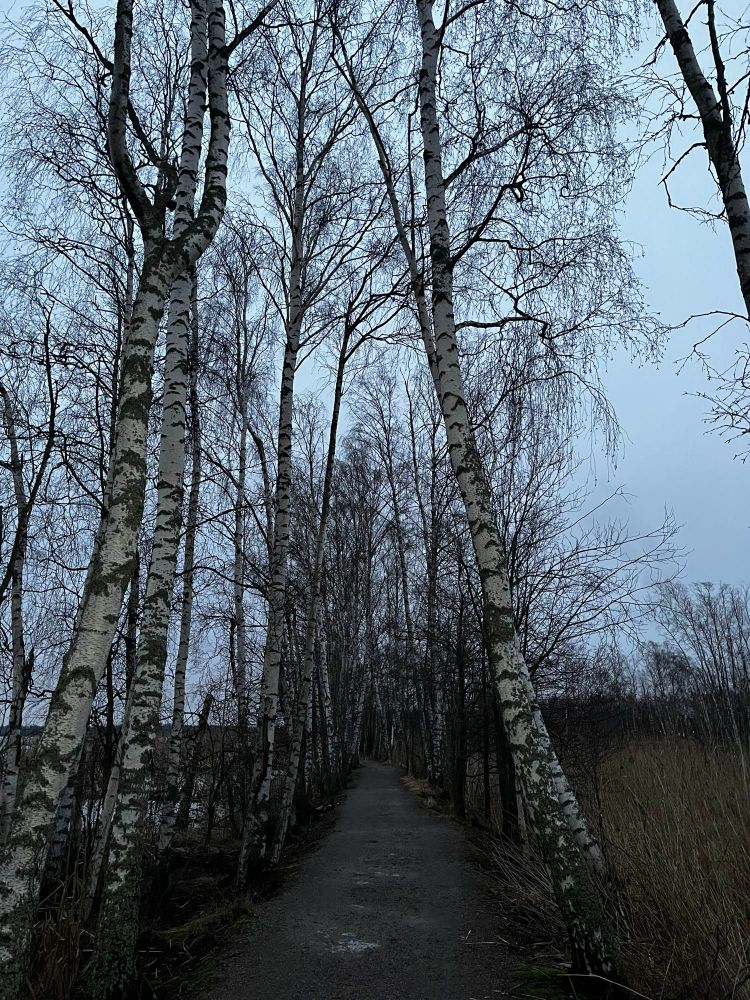 Bike path passing through narrow tunnel of birch trees. 