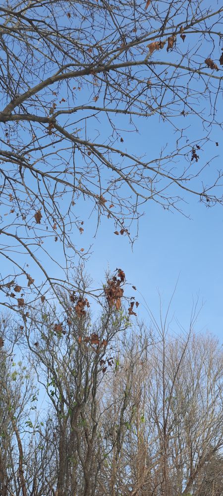 An obscure photo of a clear day's blue sky, viewed beneath tree branches. There are hardly any leaves left as the cold season starts.