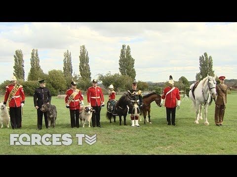 Military Mascots Muster: The Ultimate Animal Gathering | Forces TV