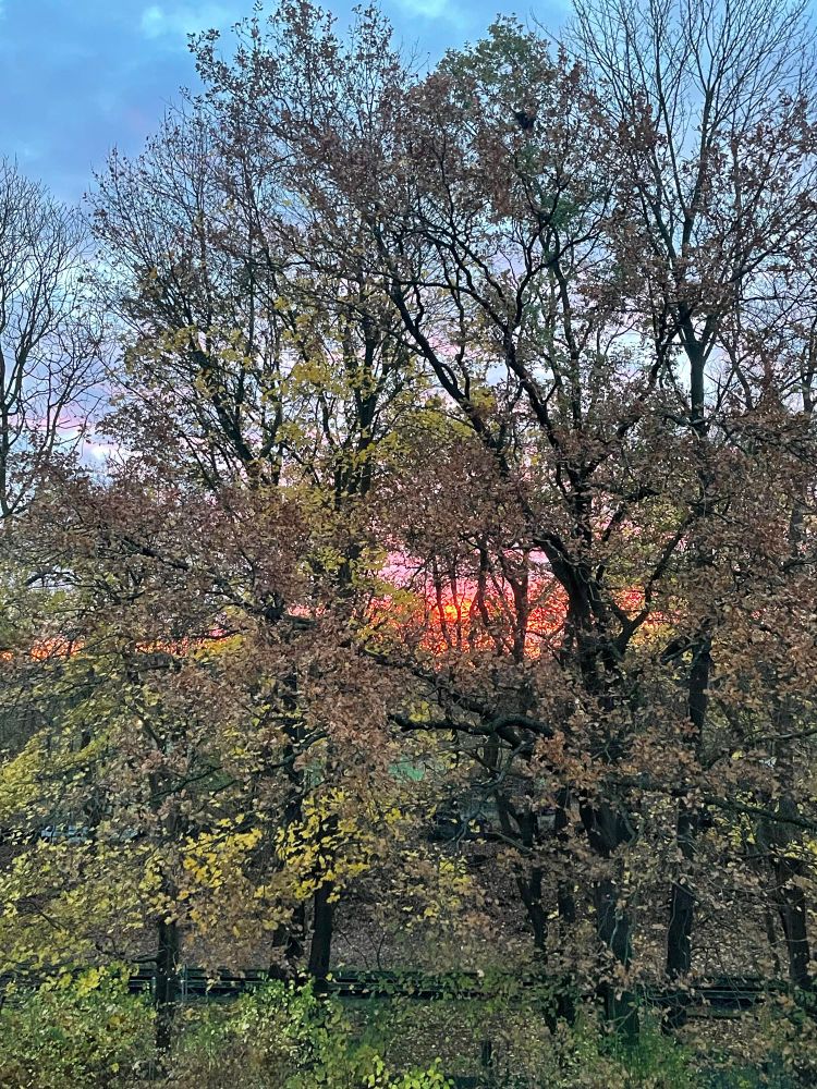 Eichen im Herbstlaub, dahinter orangenes Morgenrot.