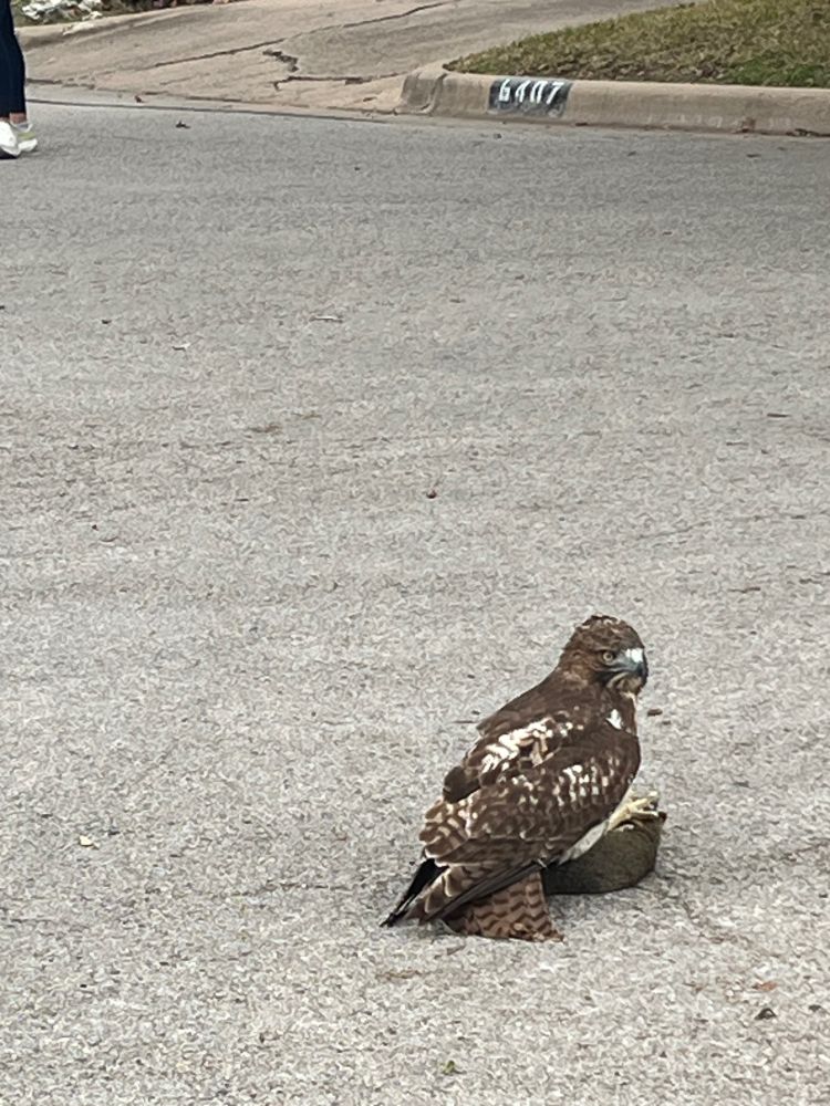 The hawk guarding the squirrel is looking directly at the camera with piercing eyes.