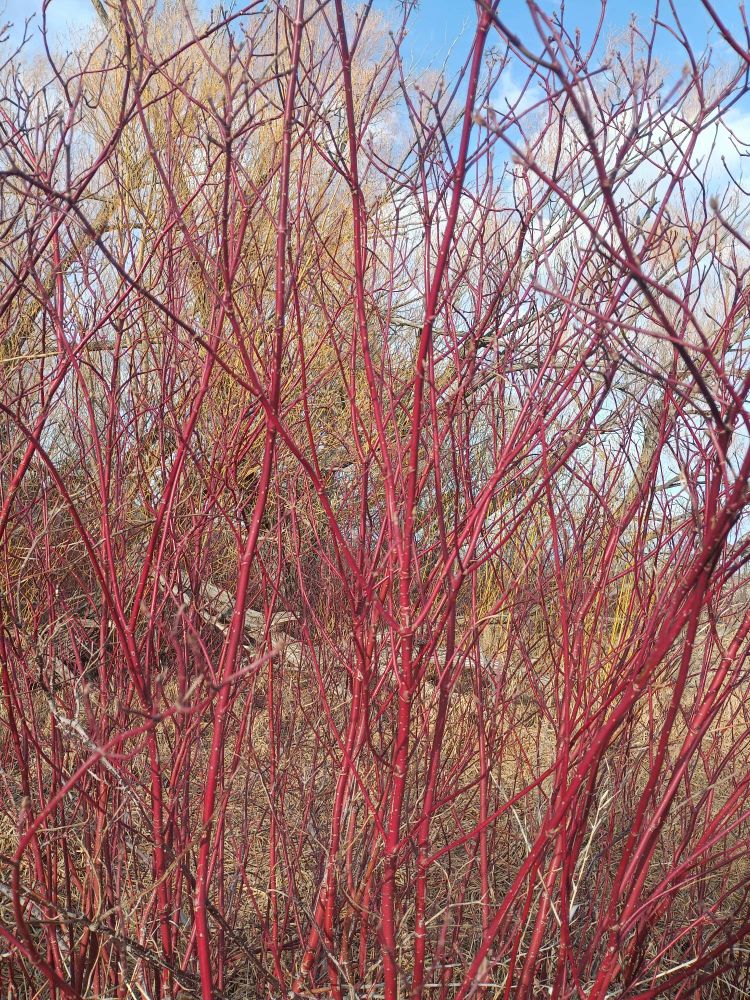 Very bright red osier dogwood branches, bare of leaves.