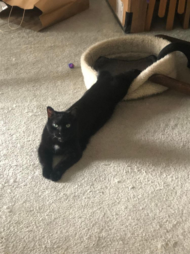 A black short haired cat is stretched out against a cream carpet. He is chest down with his forepaws out in front of him, with his bellow stretched out behind him. His back paws are still inside the rim of the soft fleece bed he was inside, claiming it for when he finishes cooling off. You can just barely see a darker grey mat inside the fleece cup with a black cord coming out of it - that’s the heating pad. Midnight the cat is staring at the viewer as if to say what, I’m lying here.