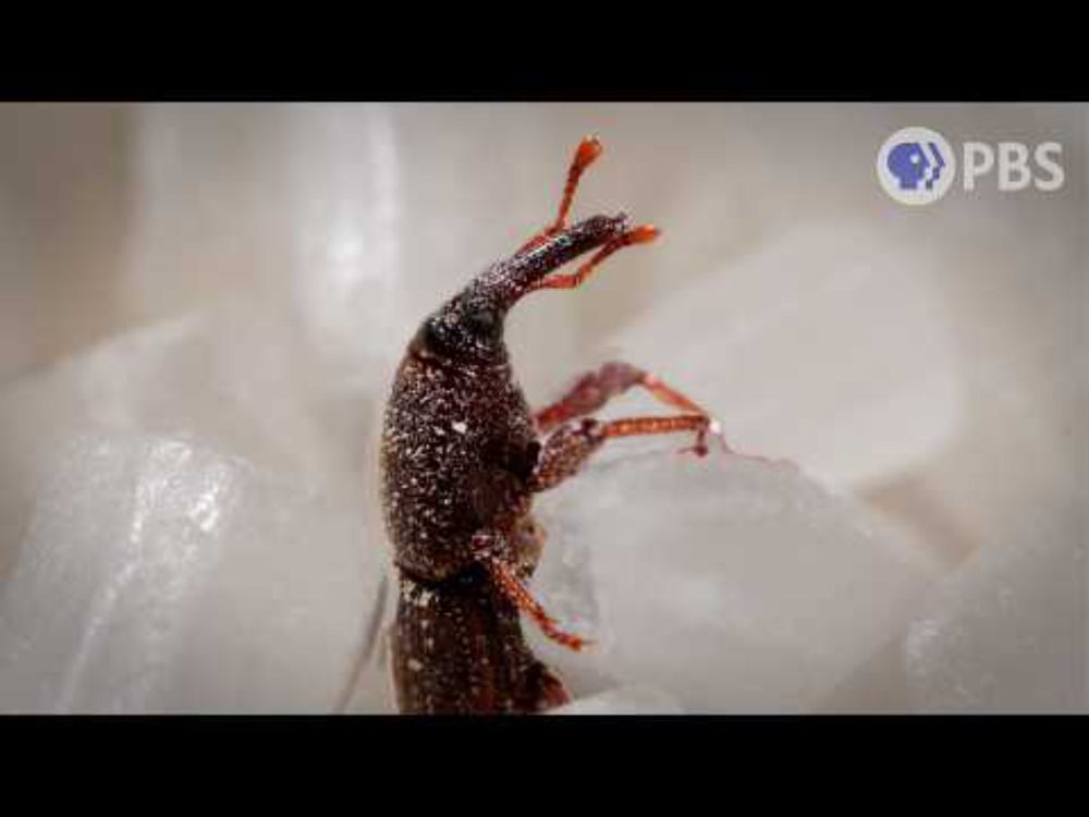 This Weevil Was Born in Your Rice and It’s Hungry | Deep Look