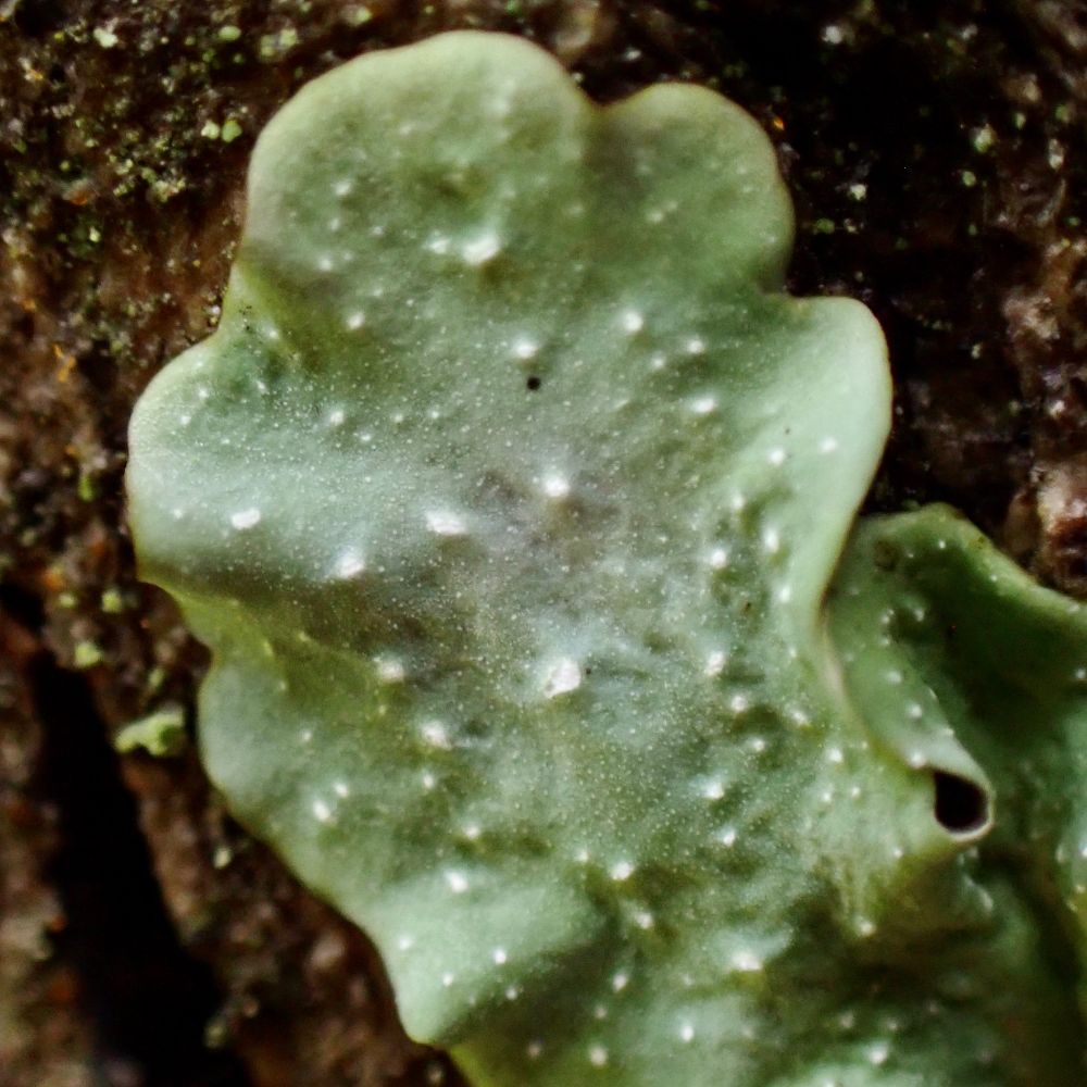 Close-up of the lobe of Punctelia lichen. The lobes are round on the edge and are covered in white dots.
