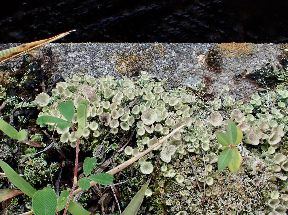 Colony of pixie cup lichens along a waterway.