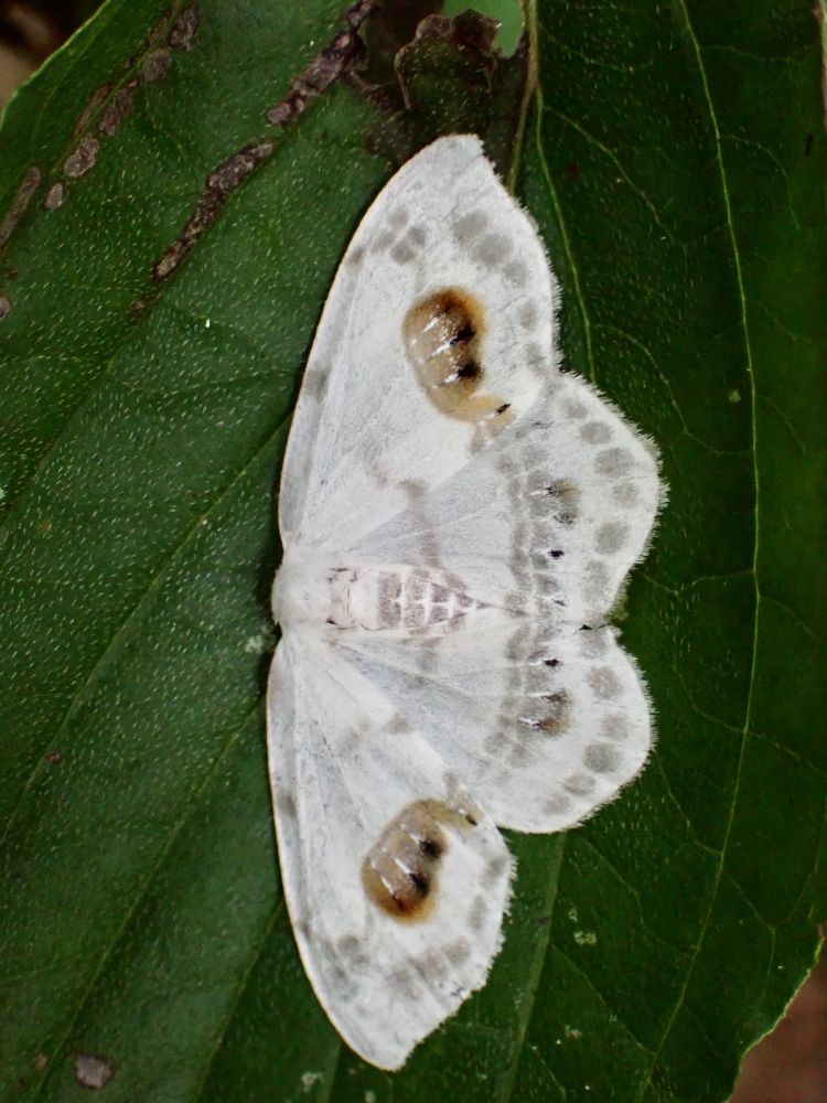 White moth on a leaf. Front wings have brown smudge pattern with 3 white & black vertical eye patterns. There are grey wavy pattern on the back wings. The abdomen has a grey “six pack” pattern on the back.