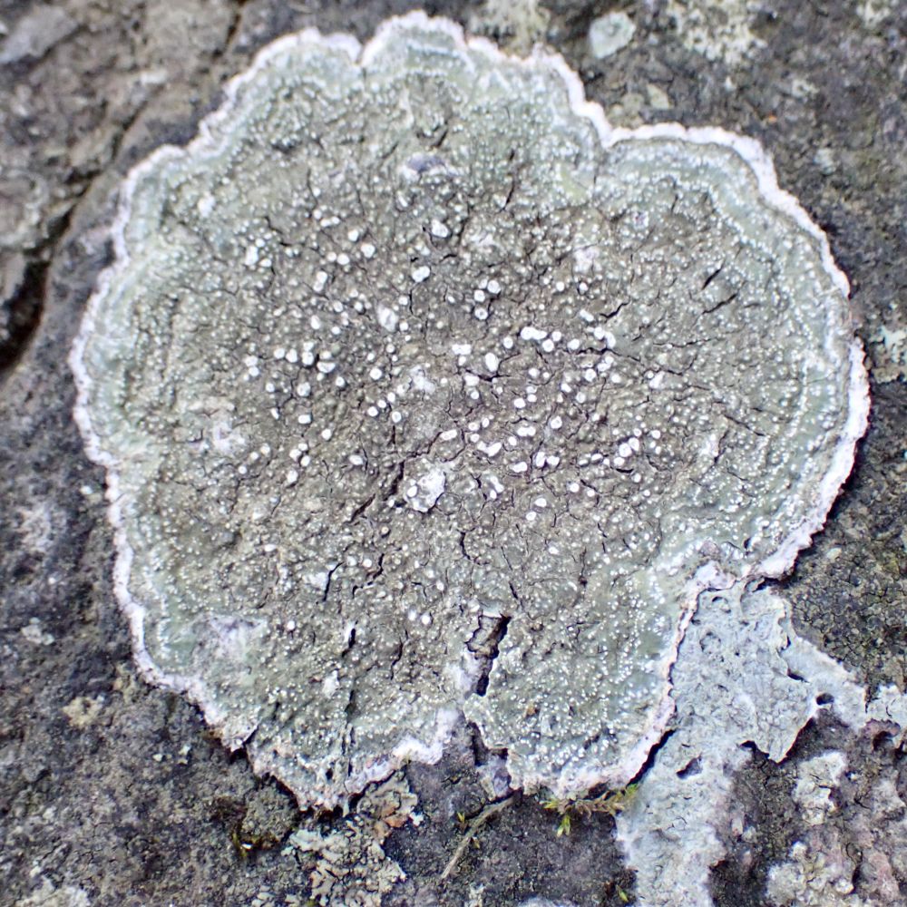 Colony of Pertusaria lichen on stonewall. There are white dots in the middle against olive green background. The white dots become smaller and more concentric near the edges.