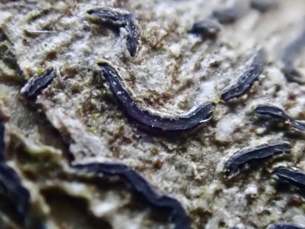 Close-up of the squiggly apothecia of Graphis lichen. The squiggle is line with no branching. The interior is balck with slight raised rim. Thallus is green-grey.