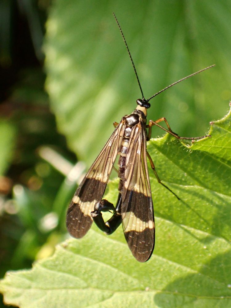 Insect on leaf. Large wings with transparent upper part, and black and yellow markings on lower part. Body is dark brown with yellow stripe. Tip of abdomen is turned up, forming a scorpion tail.