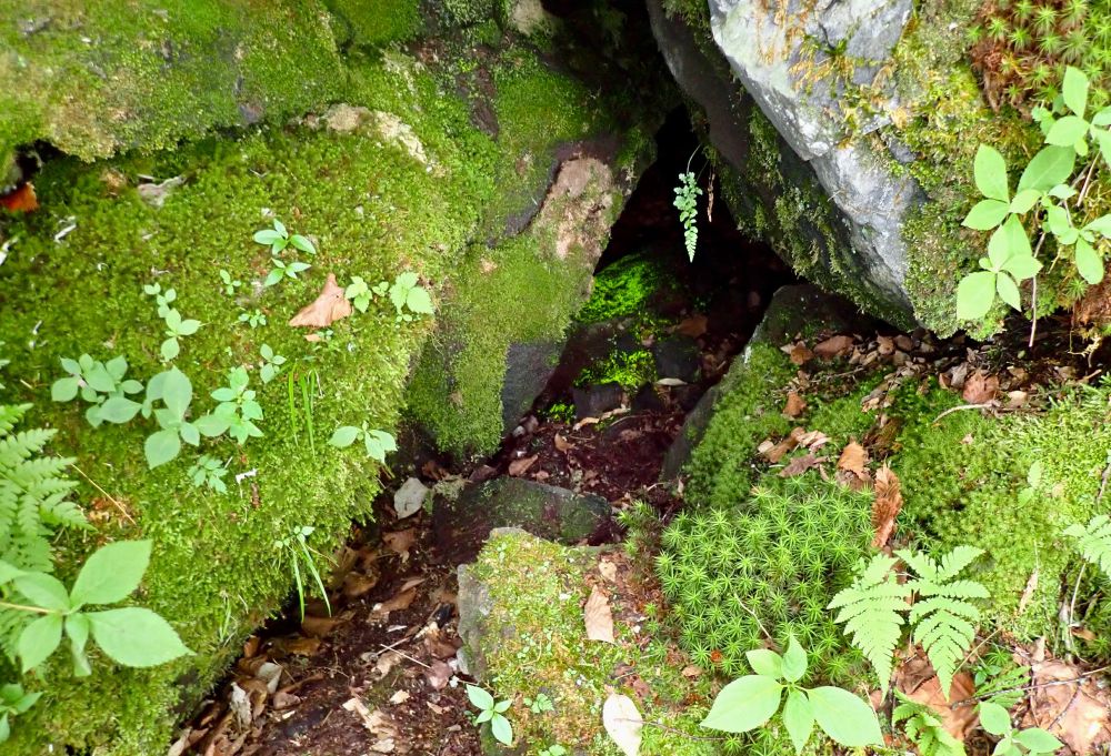 Green glowing moss in the recess of lava rocks. The entrance to the cave harbors various other moss and ferns.