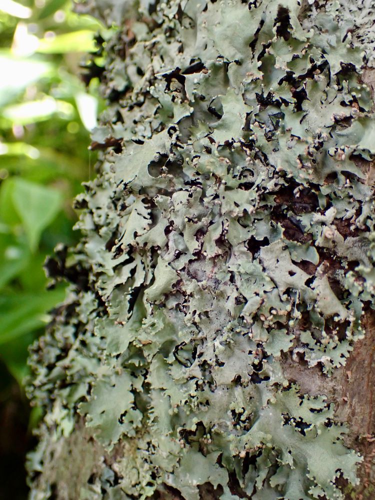 Colony of Parmotrema lichen covering the tree. The round soralia on the edge of the lobe fingers can be seen.