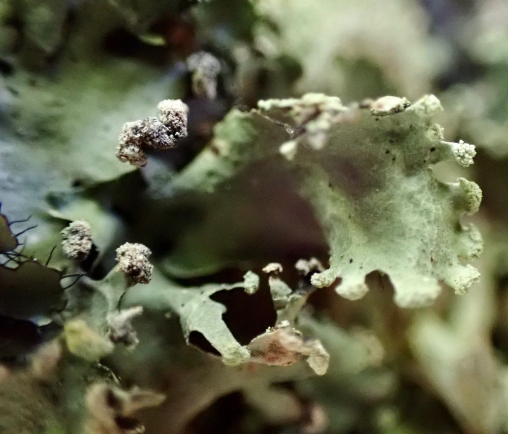 Close-up of the lobe of Parmotrema lichen. The edge of the lobe is divided into small fingers and there are powder balls on the edge. There are faint, white web patterns on the surface. On the left side are lobes with long, black cilia or hairs.